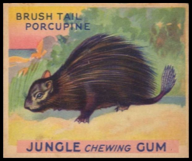 63 Brush Tail Porcupine
